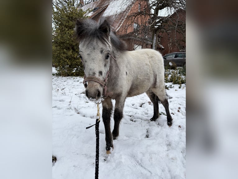 Mini Shetland Pony Stute 1 Jahr 100 cm Tigerschecke in Hüde