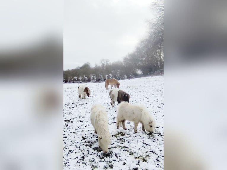 Mini Shetland Pony Stute 1 Jahr 70 cm Palomino in Pfullendorf