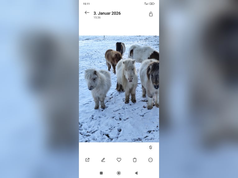 Mini Shetland Pony Stute 1 Jahr 70 cm Palomino in Pfullendorf