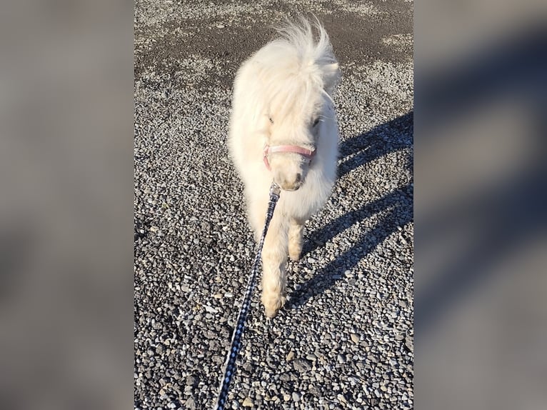 Mini Shetland Pony Stute 1 Jahr 70 cm Palomino in Pfullendorf