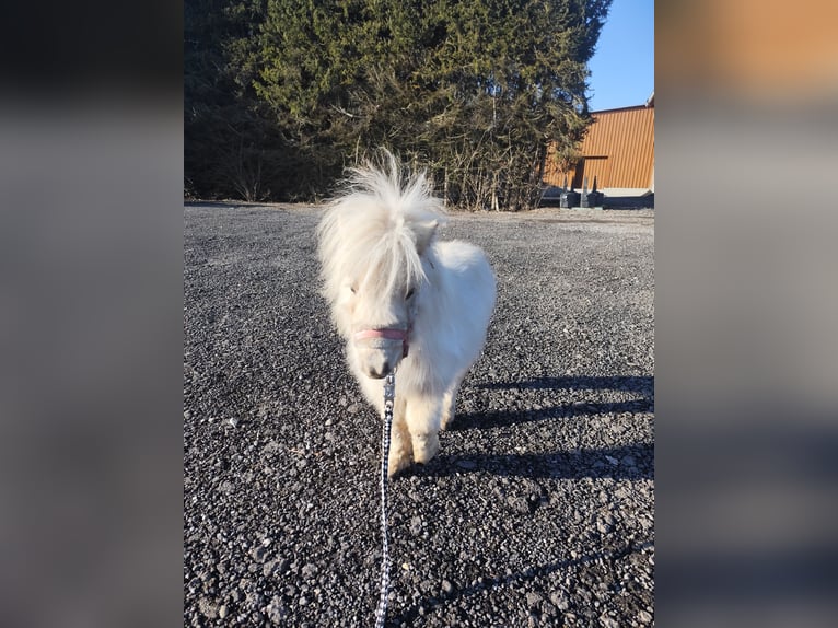 Mini Shetland Pony Stute 1 Jahr 70 cm Palomino in Pfullendorf