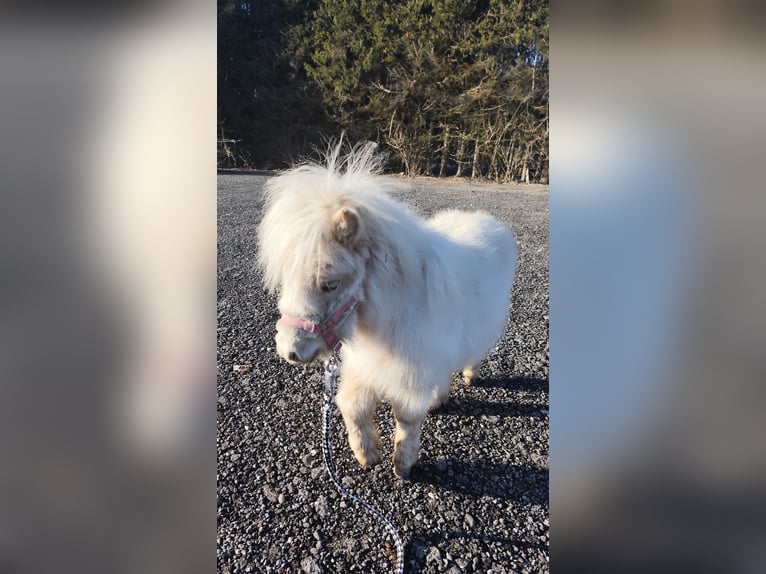 Mini Shetland Pony Stute 1 Jahr 70 cm Palomino in Pfullendorf