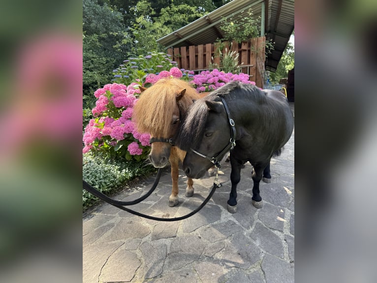 Mini Shetland Pony Stute 1 Jahr 72 cm Rappe in Ochtrup