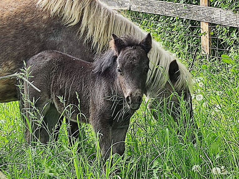 Mini Shetland Pony Stute 1 Jahr 80 cm Rappe in Mühlhausen