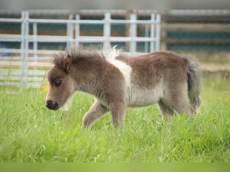 Mini Shetland Pony Stute 1 Jahr 82 cm Schecke in Westerkappeln