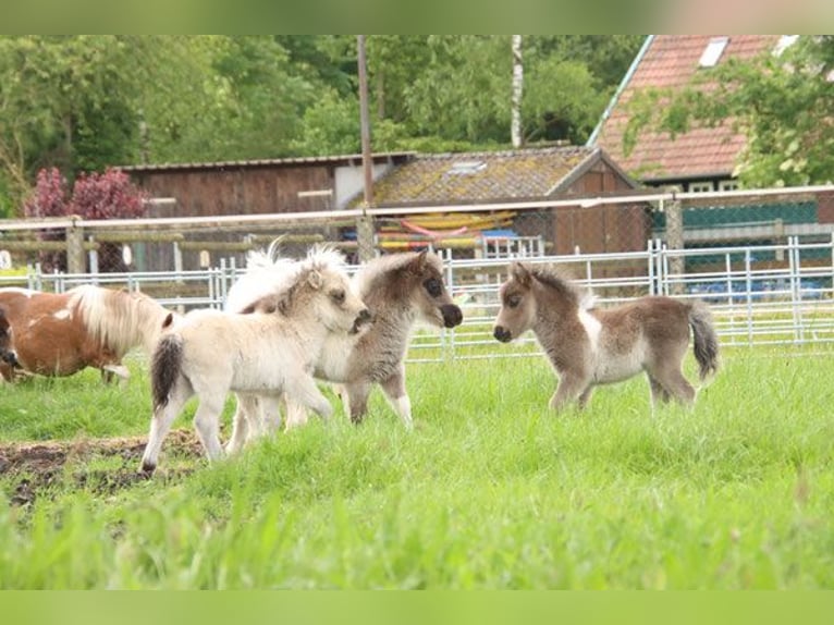 Mini Shetland Pony Stute 1 Jahr 82 cm Schecke in Westerkappeln