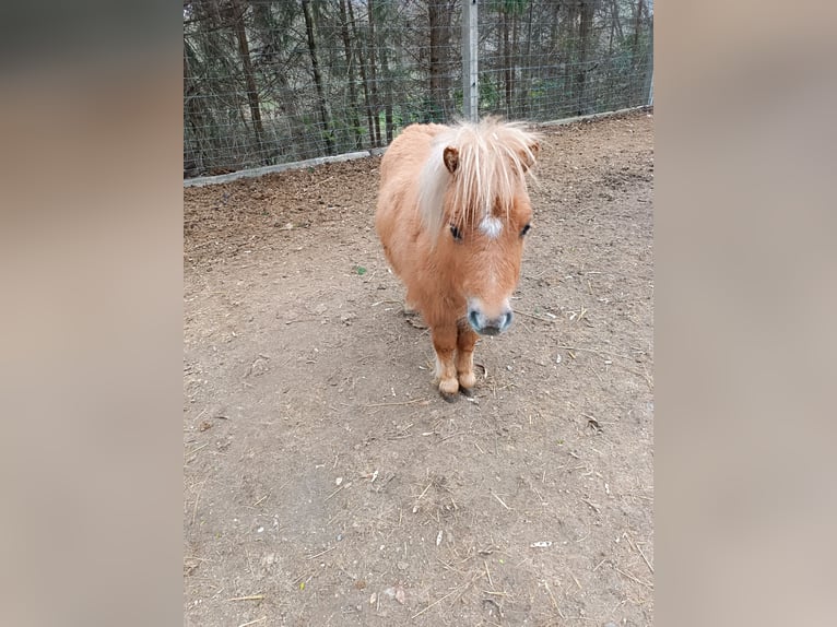 Mini Shetland Pony Stute 1 Jahr 83 cm Falbe in Wiesen