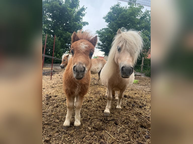 Mini Shetland Pony Stute 1 Jahr 83 cm Fuchs in Königsberg in Bayern