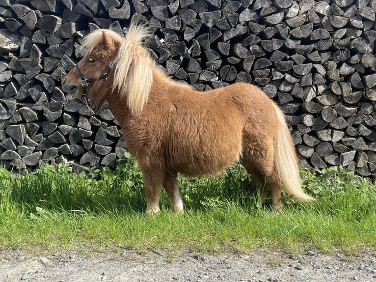 Mini Shetland Pony Stute 1 Jahr 83 cm Fuchs in Königsberg in Bayern