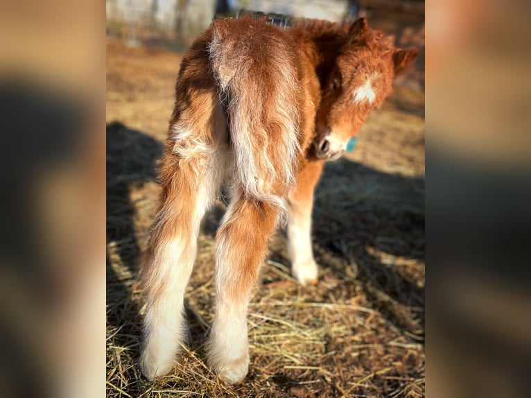 Mini Shetland Pony Stute 1 Jahr 83 cm Fuchs in Königsberg in Bayern
