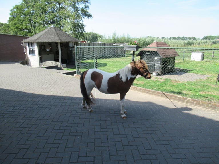 Mini Shetland Pony Stute 1 Jahr 93 cm Schecke in NeerkantNeerkant