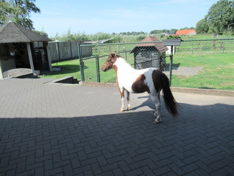 Mini Shetland Pony Stute 1 Jahr 93 cm Schecke in NeerkantNeerkant