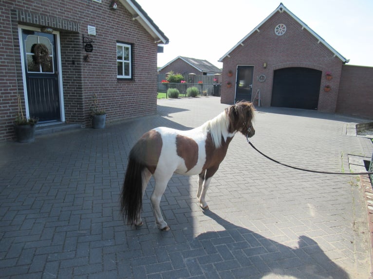 Mini Shetland Pony Stute 1 Jahr 93 cm Schecke in NeerkantNeerkant