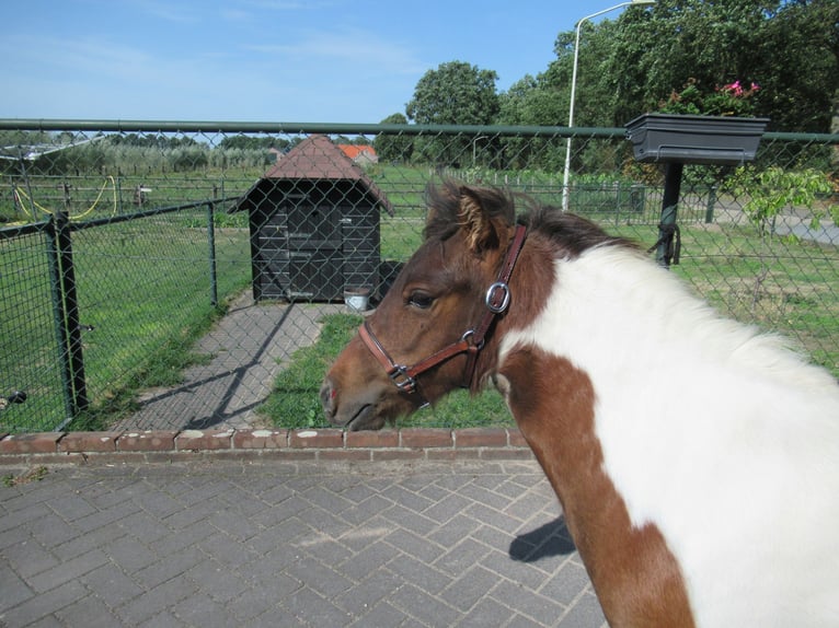 Mini Shetland Pony Stute 1 Jahr 93 cm Schecke in NeerkantNeerkant