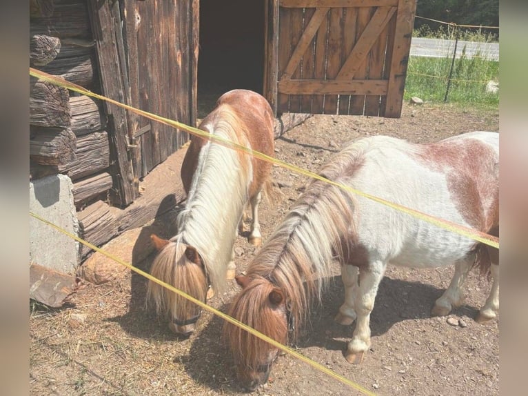 Mini Shetland Pony Stute 20 Jahre 85 cm Schecke in Beinten