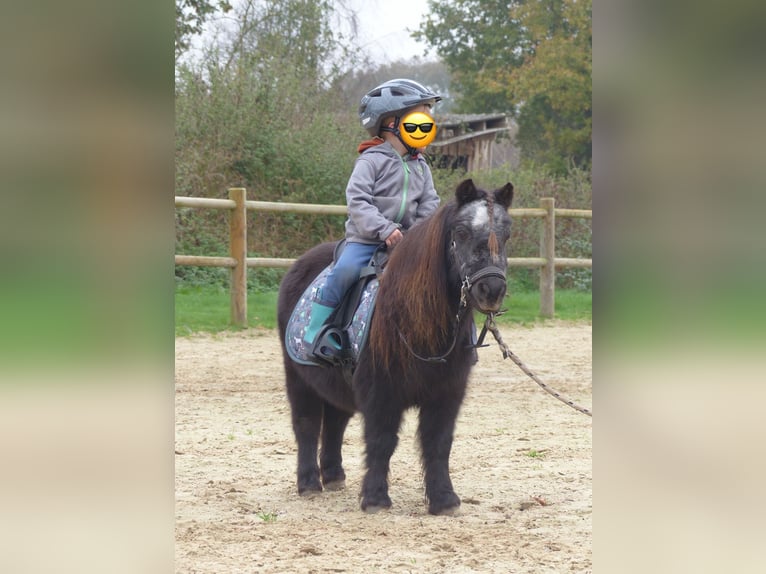 Mini Shetland Pony Stute 21 Jahre 85 cm Rappe in Halle