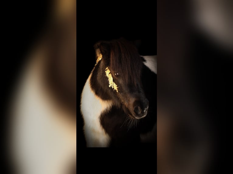 Mini Shetland Pony Stute 23 Jahre 85 cm Schecke in Bietigheim-Bissingen