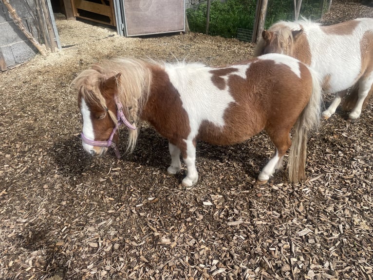 Mini Shetland Pony Stute 2 Jahre 73 cm Schecke in Aulendorf