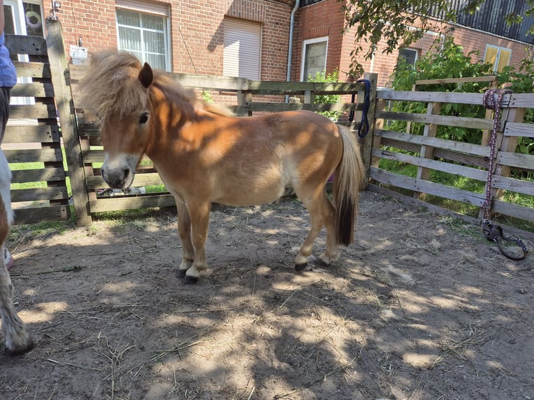 Mini Shetland Pony Stute 2 Jahre 75 cm Fuchs in Rieste