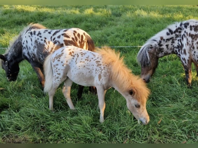 Mini Shetland Pony Stute 2 Jahre 77 cm Tigerschecke in Schemmerhofen