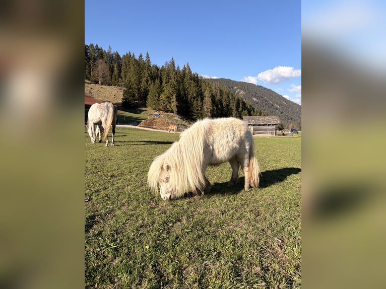 Mini Shetland Pony Stute 2 Jahre 82 cm Cremello in Leutasch