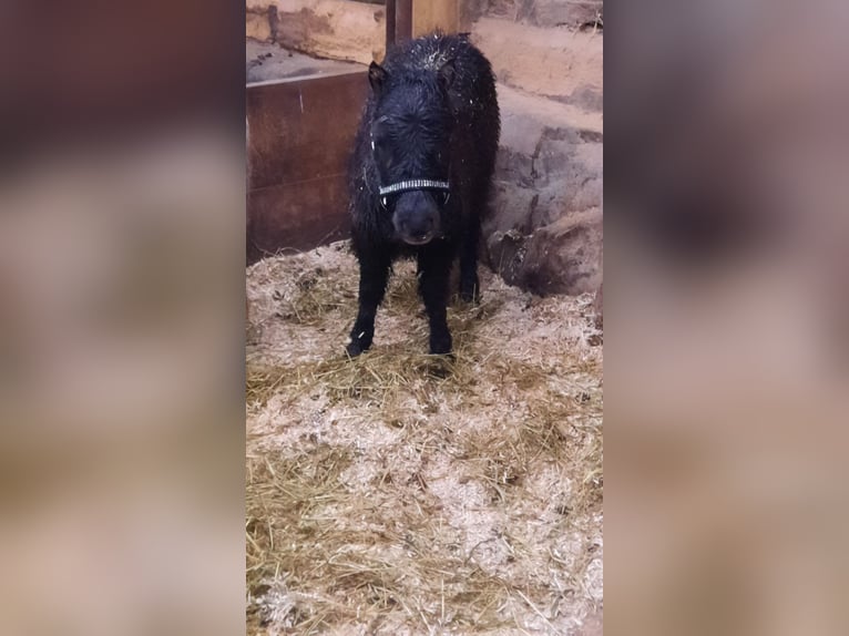 Mini Shetland Pony Stute 2 Jahre 82 cm Rappe in Olten