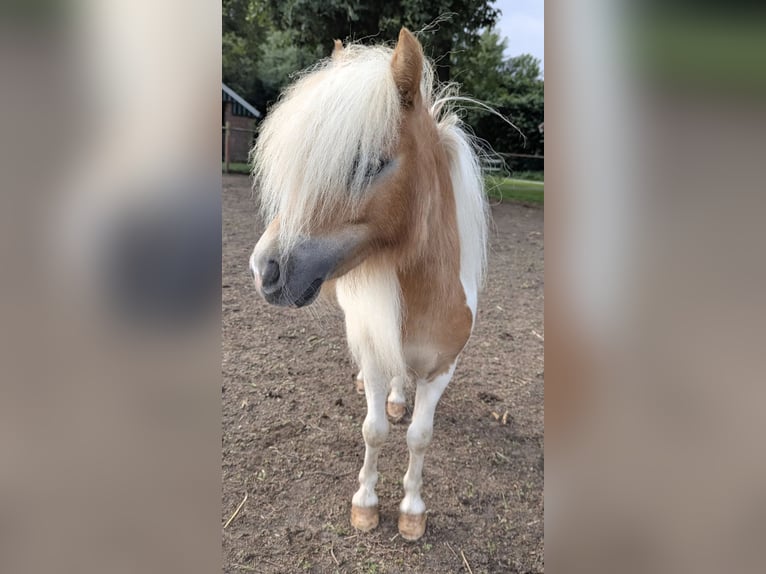 Mini Shetland Pony Stute 2 Jahre 82 cm Schecke in Heiden