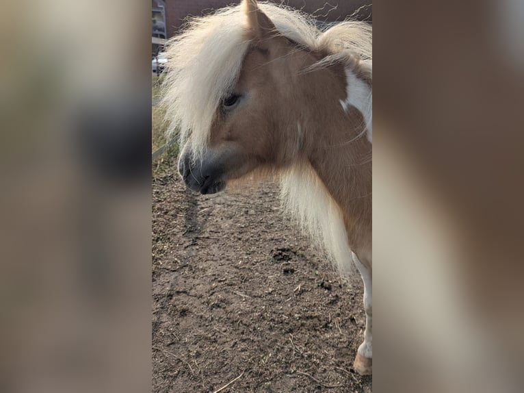 Mini Shetland Pony Stute 2 Jahre 82 cm Schecke in Heiden
