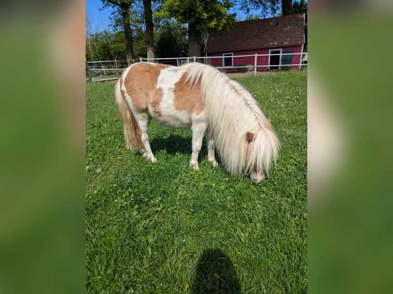 Mini Shetland Pony Stute 2 Jahre 82 cm Schecke in Heiden