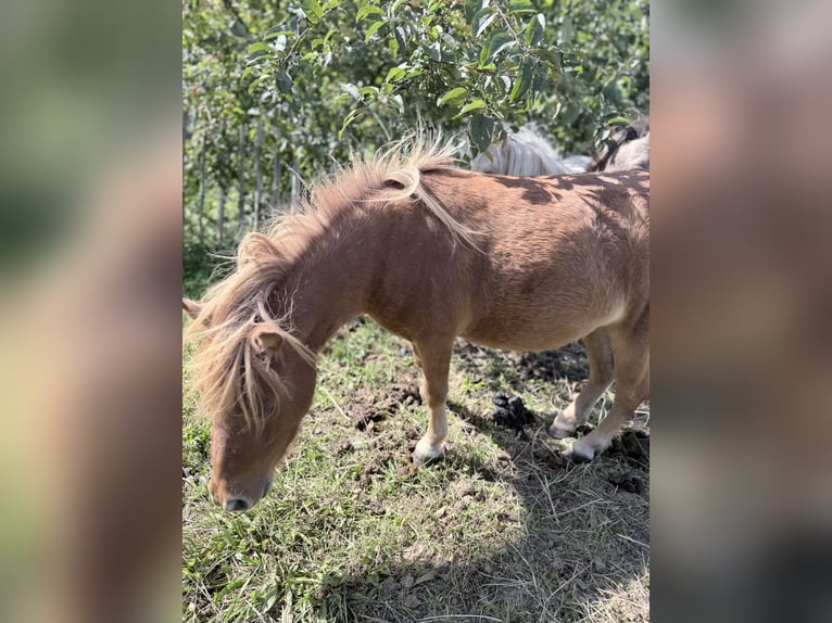 Mini Shetland Pony Stute 2 Jahre 85 cm Fuchs in Süsel