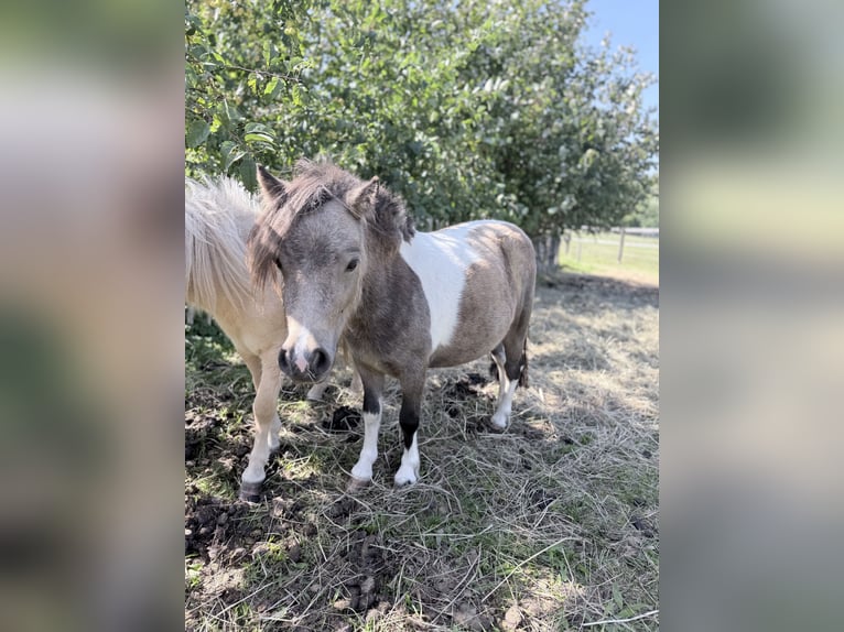 Mini Shetland Pony Stute 2 Jahre 85 cm Schecke in Süsel