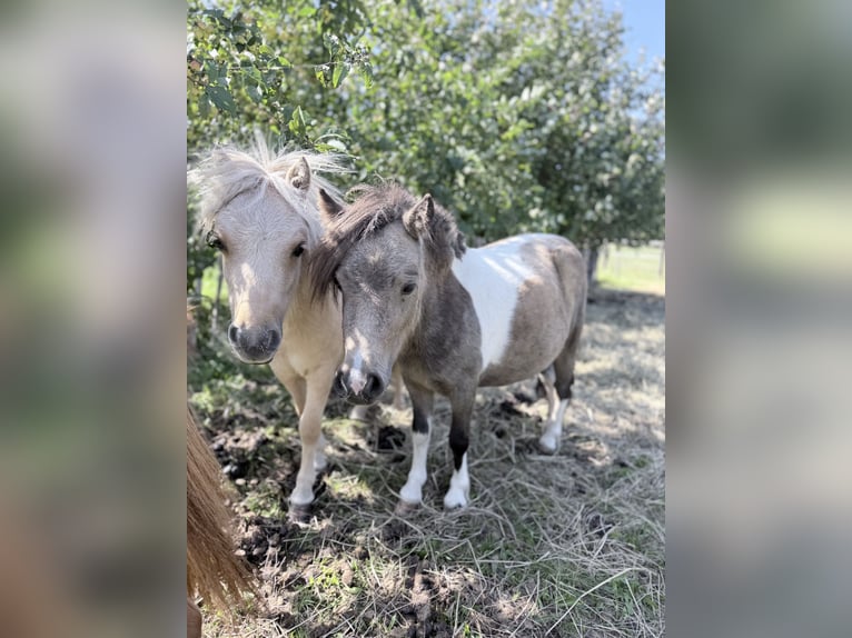 Mini Shetland Pony Stute 2 Jahre 85 cm Schecke in Süsel