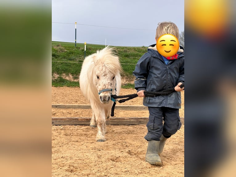 Mini Shetland Pony Stute 3 Jahre 78 cm Palomino in Nümbrecht