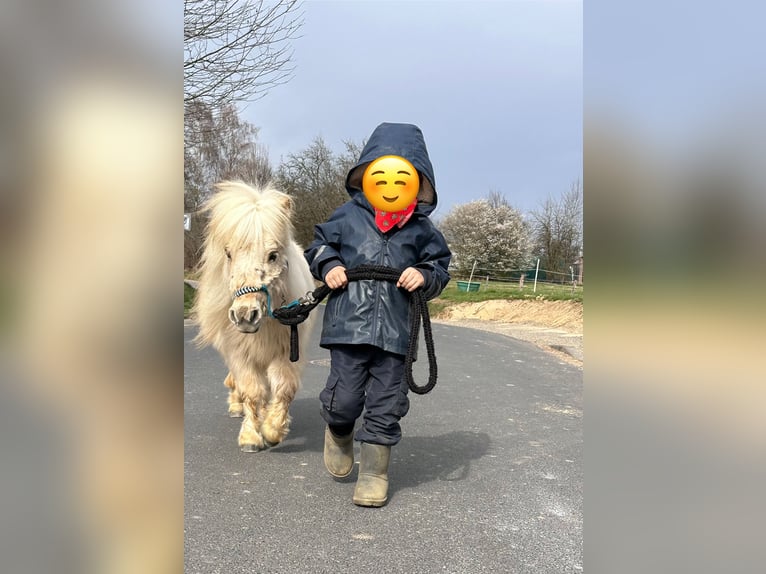 Mini Shetland Pony Stute 3 Jahre 78 cm Palomino in Nümbrecht