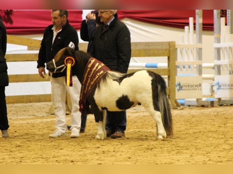 Mini Shetland Pony Stute 3 Jahre 78 cm Palomino in Nümbrecht