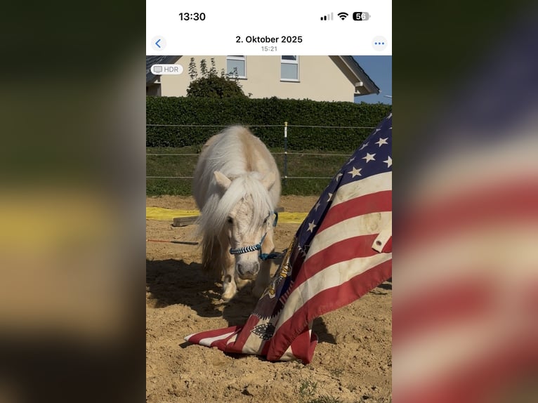 Mini Shetland Pony Stute 3 Jahre 78 cm Palomino in Nümbrecht