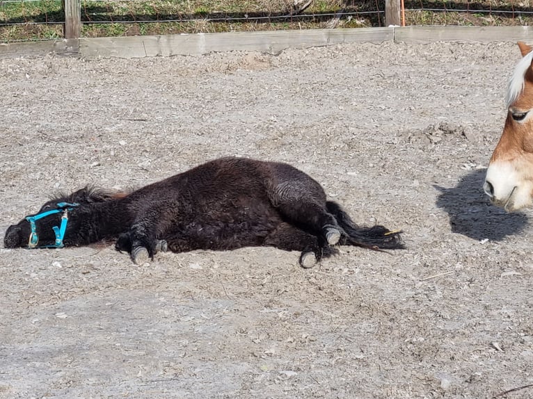 Mini Shetland Pony Mix Stute 3 Jahre 80 cm Rappe in P&#xF6;ttmes