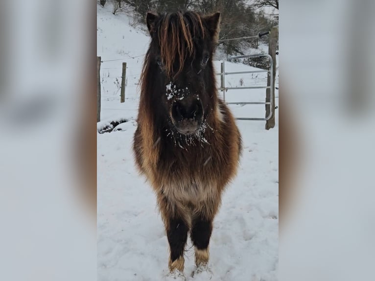 Mini Shetland Pony Stute 3 Jahre 85 cm Schecke in Marsberg