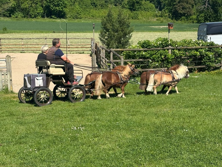 Mini Shetland Pony Stute 3 Jahre 88 cm Fuchs in Ascheberg