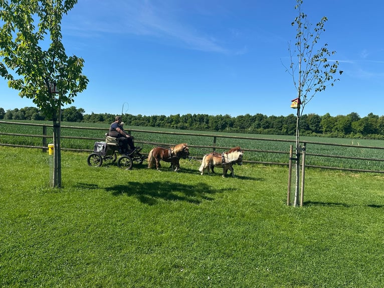 Mini Shetland Pony Stute 3 Jahre 88 cm Fuchs in Ascheberg