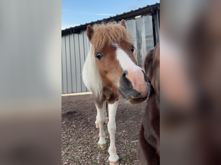 Mini Shetland Pony Stute 3 Jahre 95 cm Schecke in Bühlerzell