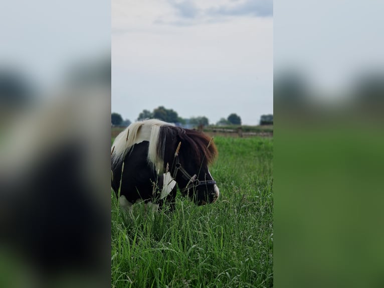 Mini Shetland Pony Stute 4 Jahre 84 cm Schecke in Geseke