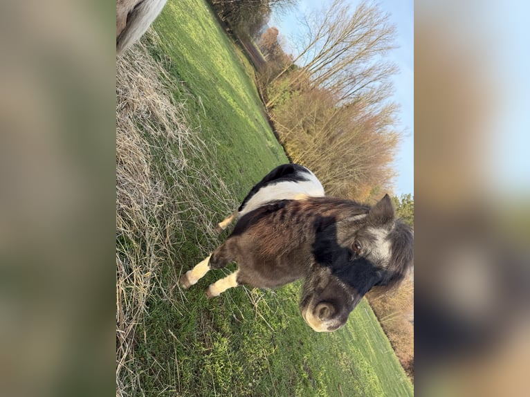 Mini Shetland Pony Stute 4 Jahre 86 cm Fuchs in Kronach