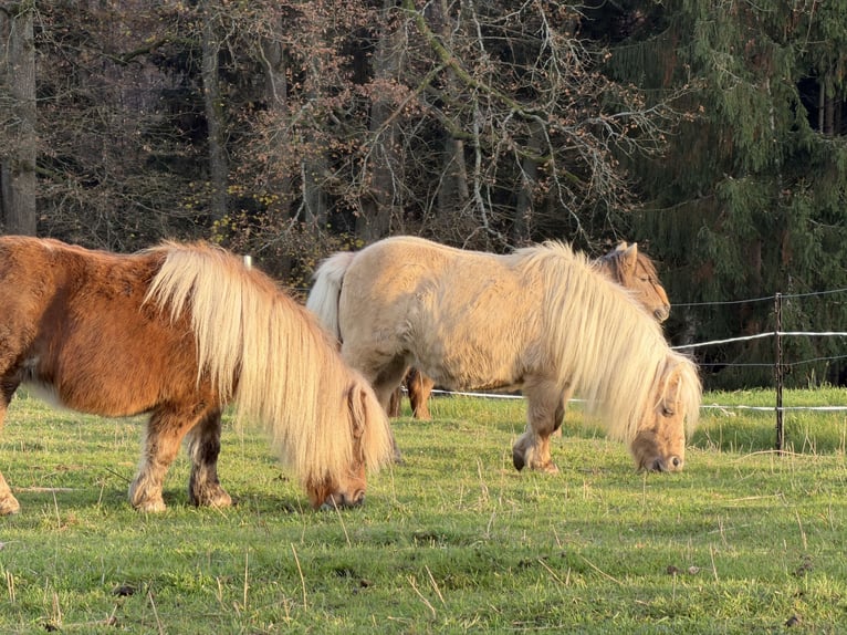 Mini Shetland Pony Stute 4 Jahre 86 cm Fuchs in Kronach