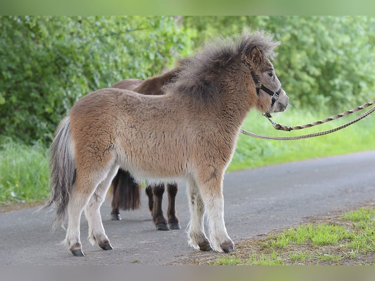 Mini Shetland Pony Stute 4 Jahre 92 cm in Warendorf