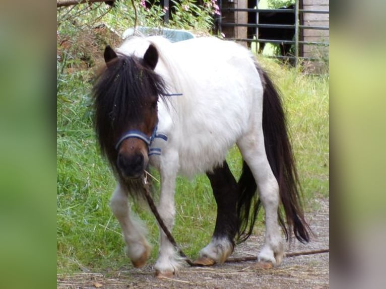 Mini Shetland Pony Stute 5 Jahre 74 cm Schecke in Arnbruck