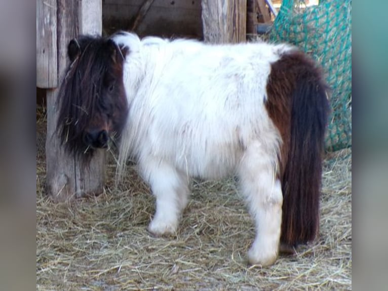 Mini Shetland Pony Stute 5 Jahre 74 cm Schecke in Arnbruck