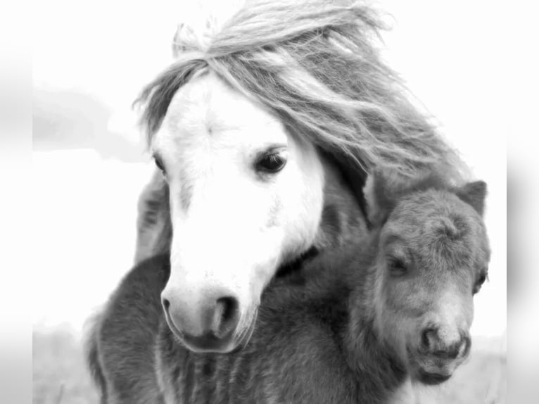 Mini Shetland Pony Stute 5 Jahre 78 cm Palomino in Kassel