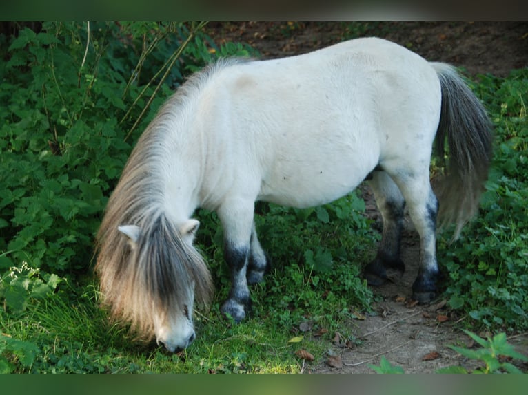 Mini Shetland Pony Stute 5 Jahre 78 cm Palomino in Kassel