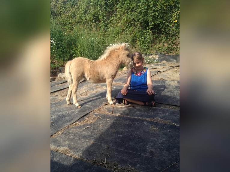 Mini Shetland Pony Stute 5 Jahre 78 cm Palomino in Kassel